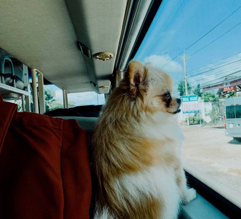 xe khách cho mang chó mèo lên xe